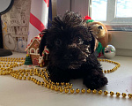 Собаки в Уфе: Милые щенки  Мальчик, 25 000 руб. - фото 1