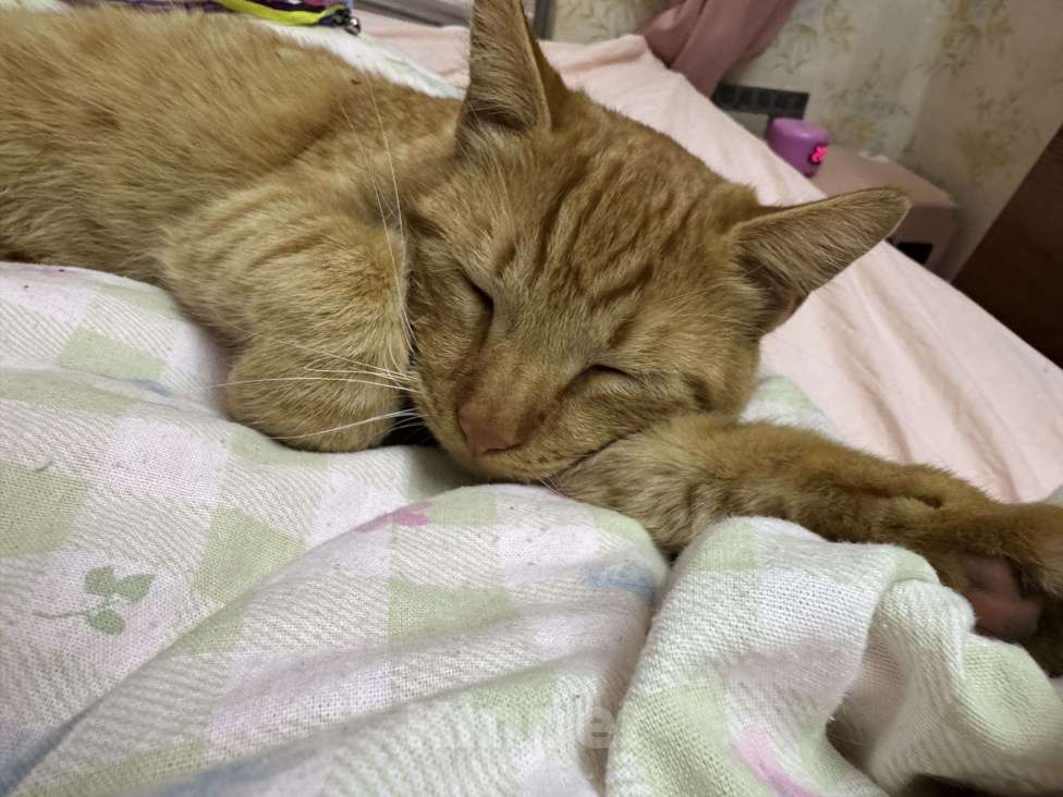 Кошки в Севастополе: Ласковый котик(мальчик) Мальчик, Бесплатно - фото 4