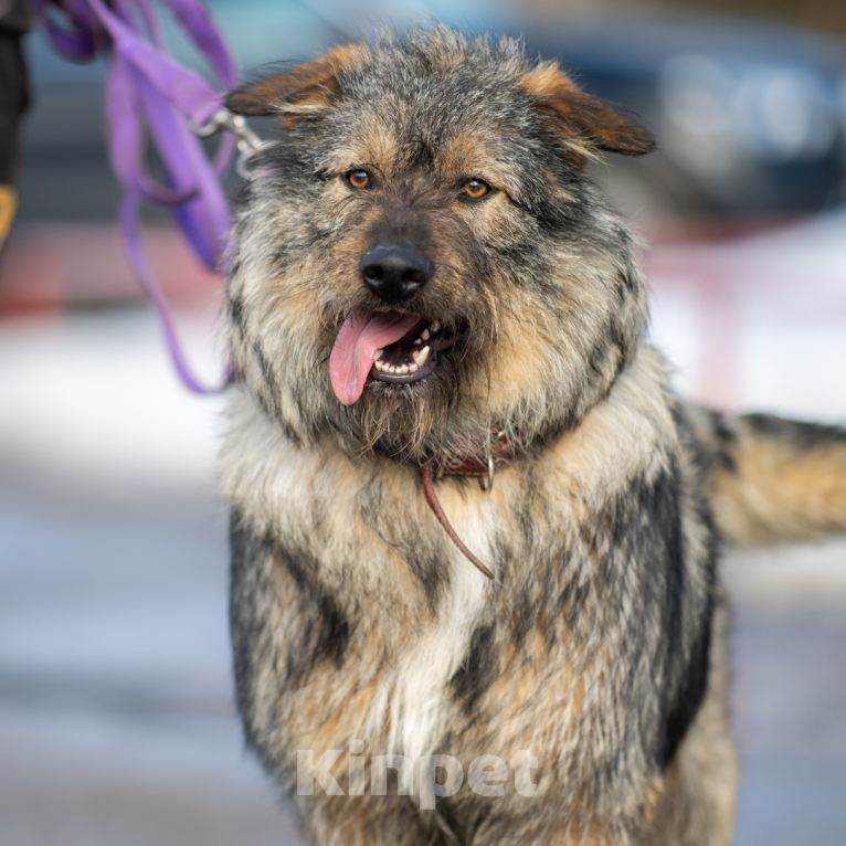 Собаки в Москве: Оскар Мальчик, Бесплатно - фото 3