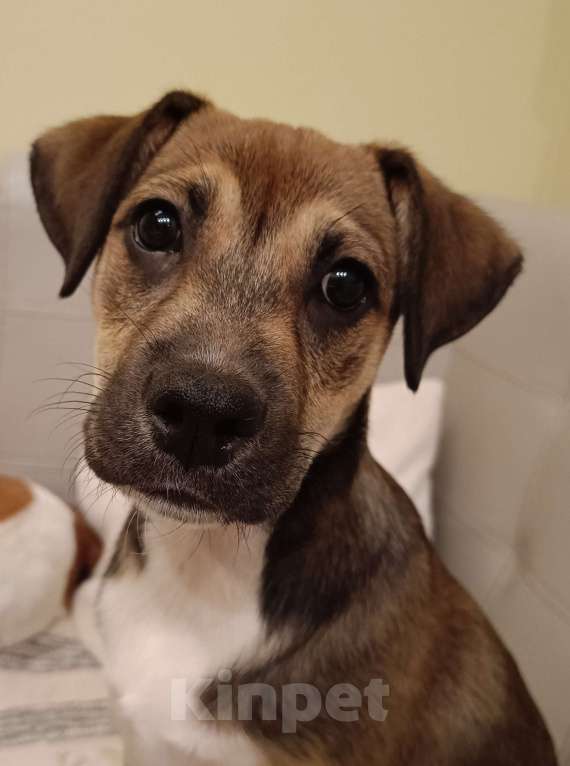 Собаки в Москве: Нала - нежность в двойном размере Девочка, Бесплатно - фото 7