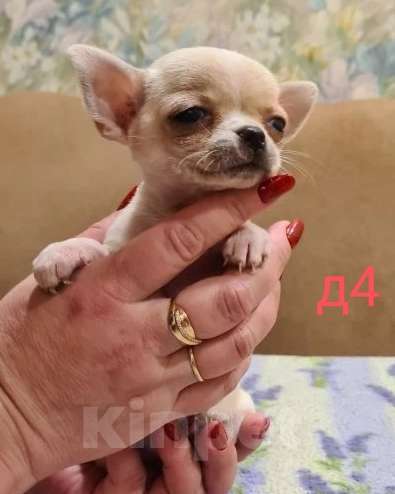 Собаки в Липецке: Щенки чихуахуа Разнополые, 30 000 руб. - фото 6