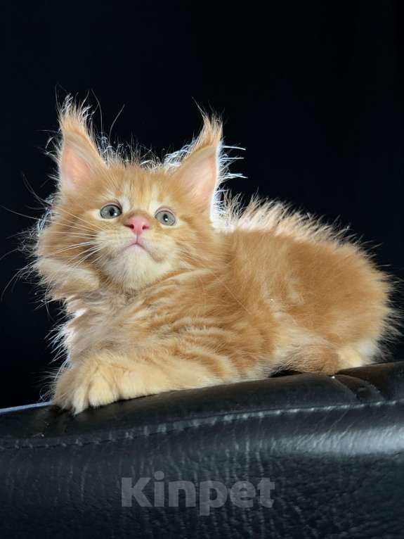 Кошки в Москве: Vendetta Ventura-House.com Девочка, 90 000 руб. - фото 4