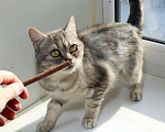 Кошки в Калуге: Юна — молодая шотландская кошка в добрые руки. Девочка, Бесплатно - фото 5