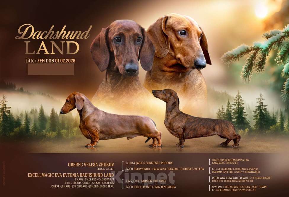 Собаки в Ельце: щенки таксы ст. г/ш Разнополые, 55 000 руб. - фото 1