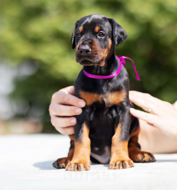 Собаки в Клине: Кобель, др 16.05.25 Мальчик, 75 000 руб. - фото 6