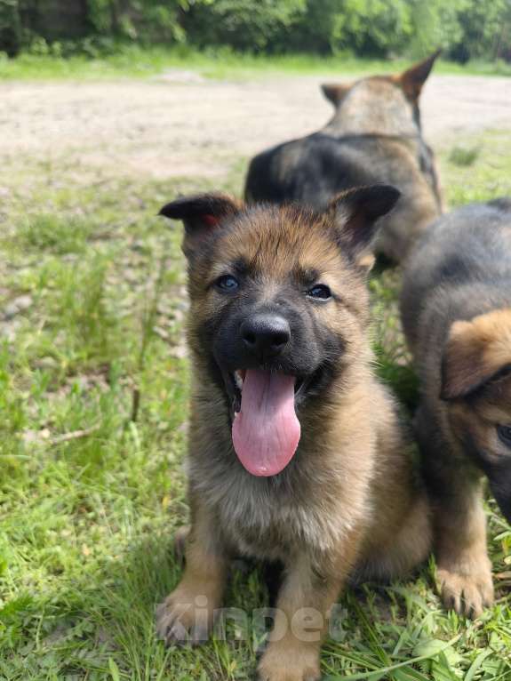 Собаки в Санкт-Петербурге: Щенки немецкой овчарки из питомника "С Путиловой Горы" Девочка, 80 000 руб. - фото 2