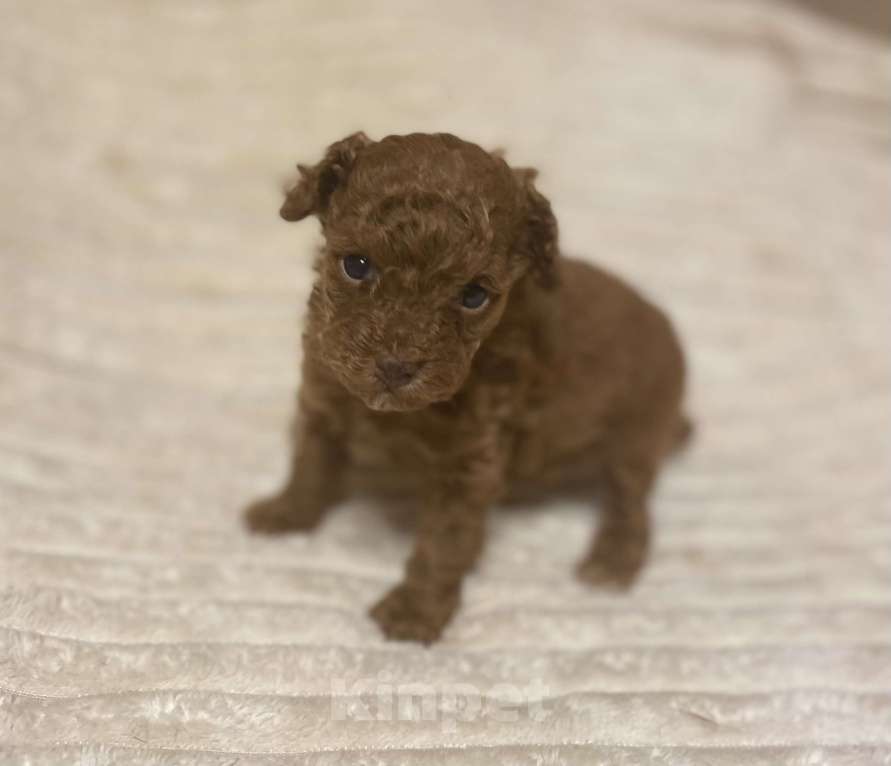 Собаки в Санкт-Петербурге: Очаровательная малышка той пудель девочка ред Браун  Девочка, Бесплатно - фото 9