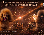 Собаки в Пушкино: Той пуделя - девочки Девочка, 180 000 руб. - фото 4