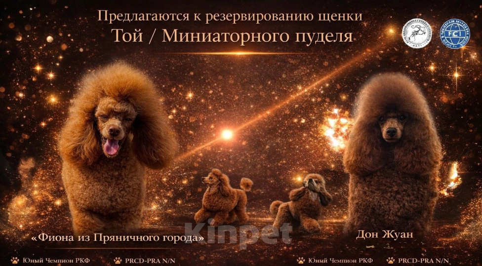 Собаки в Пушкино: Той пуделя - девочки Девочка, 180 000 руб. - фото 4