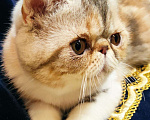 Кошки в Омутнинске: Плюшки экзоты котята, 14 000 руб. - фото 4