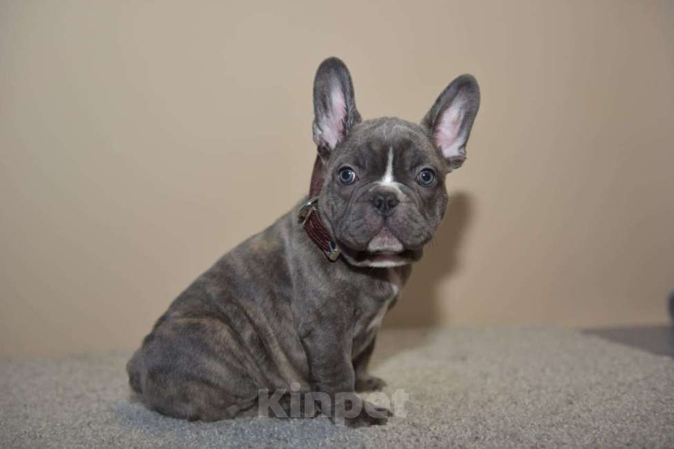 Собаки в Москве: Мальчик голуботигровый Мальчик, 60 000 руб. - фото 5