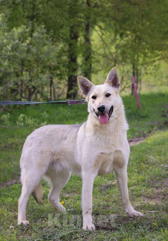 Собаки в Подольске: Хлое нужен дом Девочка, Бесплатно - фото 3