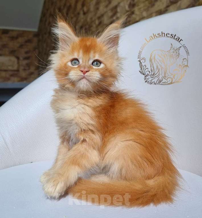 Кошки в Москве: Котенок мейн кун из питомника  Мальчик, 80 000 руб. - фото 8