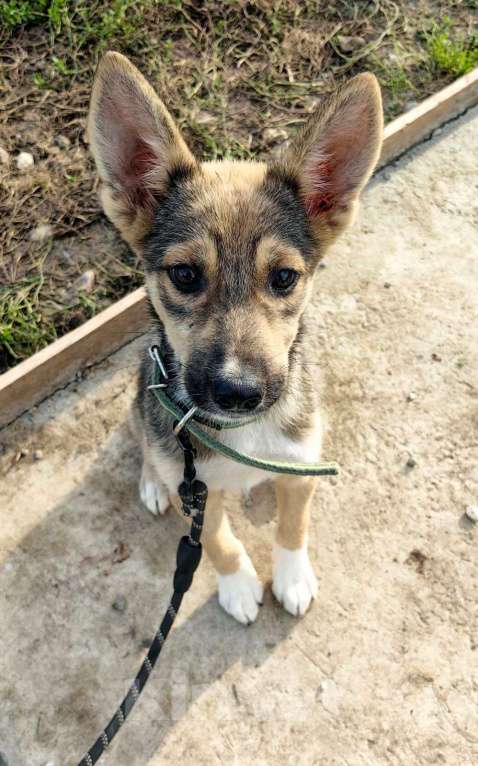 Собаки в Москве: Щенок размером с кошку Девочка, Бесплатно - фото 2