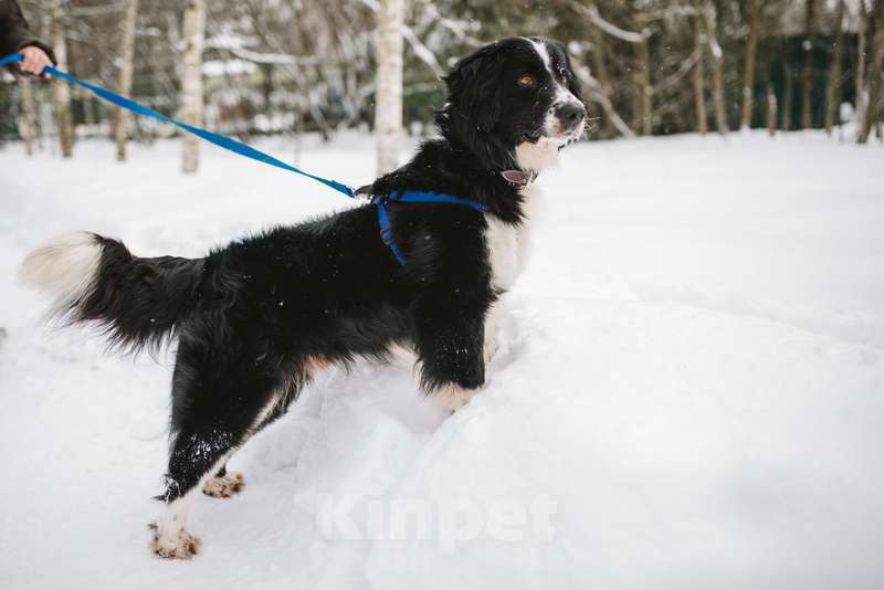 Собаки в Москве: Молодой бордер-колли Филлимон в добрые руки Мальчик, Бесплатно - фото 3
