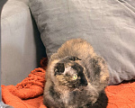 Кошки в Казани: Кошечка-химера в добрые руки Девочка, Бесплатно - фото 3