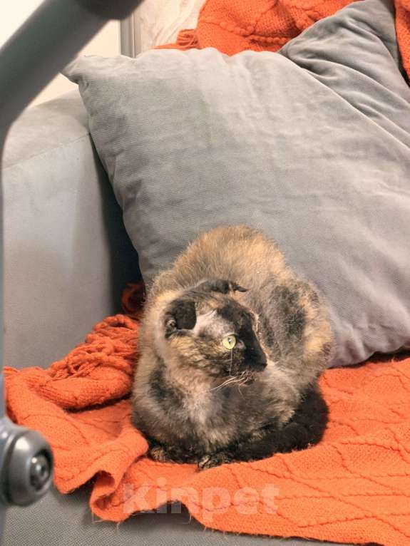 Кошки в Казани: Кошечка-химера в добрые руки Девочка, Бесплатно - фото 3