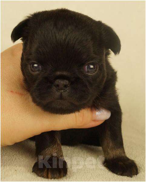 Собаки в Москве: ТИПА Мальчик, 90 000 руб. - фото 3