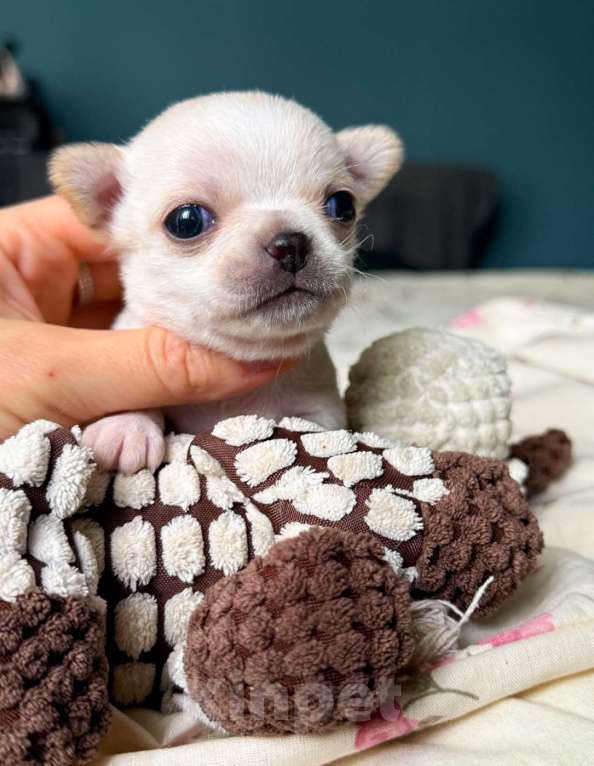 Собаки в Москве: Кукольный гладкошерстный мальчик  Мальчик, 50 000 руб. - фото 2