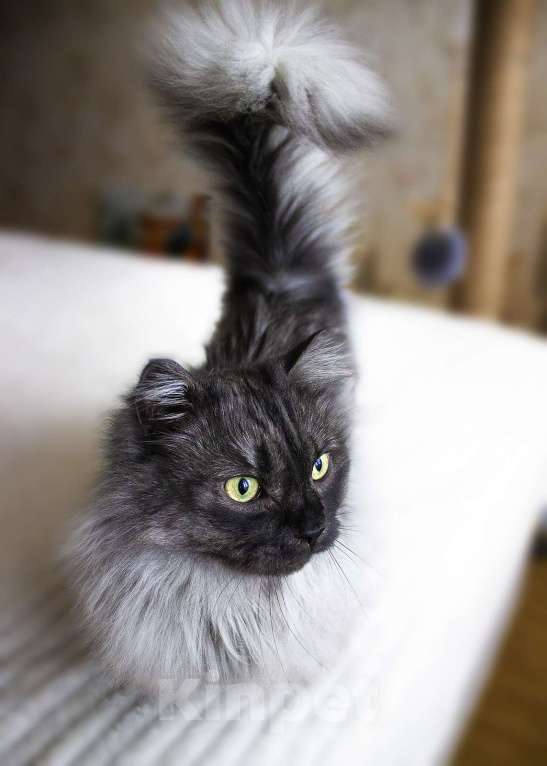 Кошки в Москве: манчкин кот Мальчик, 30 000 руб. - фото 2