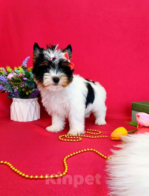 Собаки в Москве: Бивер Йорк -Йоркширский терьер -Цветной Йорк  Девочка, 50 000 руб. - фото 2