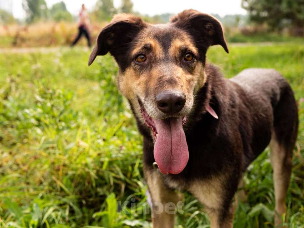 Собаки в Люберцах: Ласковая Кора в поисках самого доброго человека Девочка, Бесплатно - фото 2