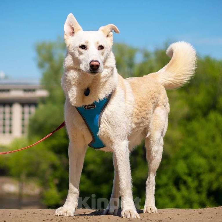 Собаки в Москве: Алмаз Мальчик, Бесплатно - фото 2