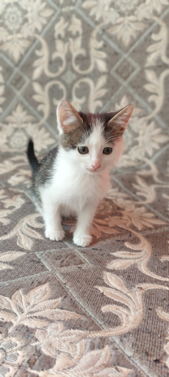 Кошки в Саратове: Отдам котёнка в добрые руки Девочка, Бесплатно - фото 3
