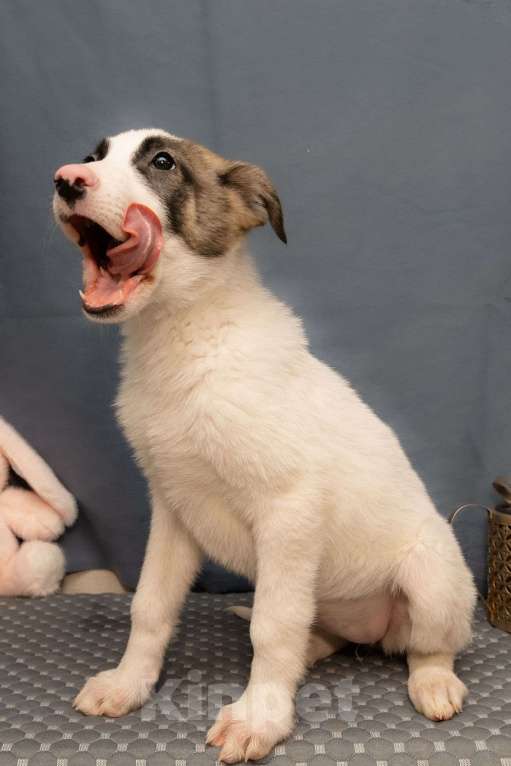 Собаки в Москве: Жду тебя, хозяин Девочка, 10 руб. - фото 2