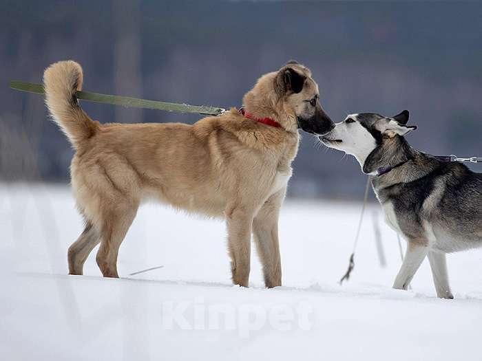 Собаки в Санкт-Петербурге: Ищем дом для дружелюбного пса Грэма Мальчик, 10 руб. - фото 6