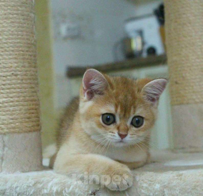 Кошки в Краснодаре: Шотландкая золотая шиншилла МАЛЬЧИК  окрас ny11 Мальчик, Бесплатно - фото 4