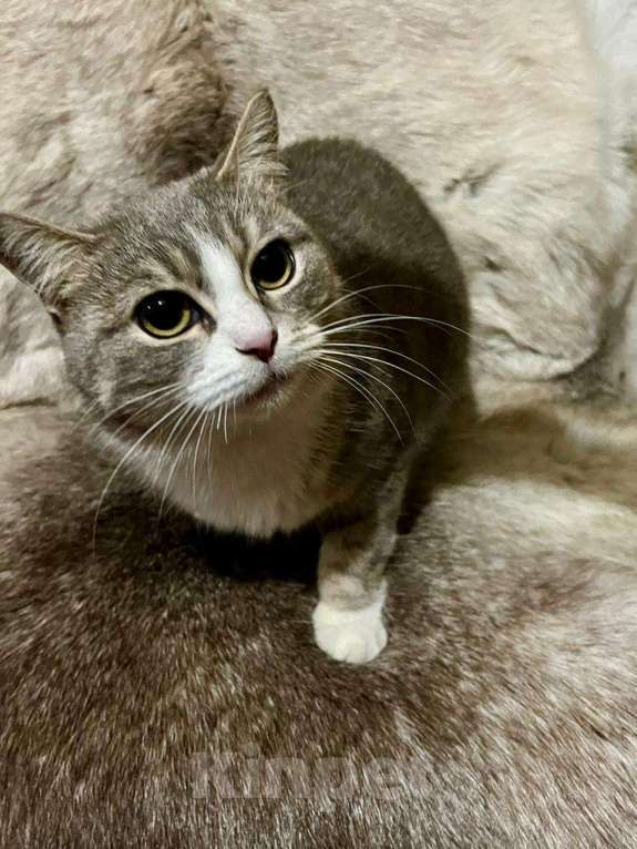 Кошки в Москве: Ласковая и мурчливая кошечка Грэя в дар Девочка, 1 руб. - фото 2