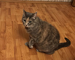 Кошки в Люберцах: очень нужен дом для кошечки Девочка, Бесплатно - фото 1