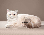 Кошки в Тюмени: Экзотический короткошерстный котенок, Экзот Девочка, Бесплатно - фото 1