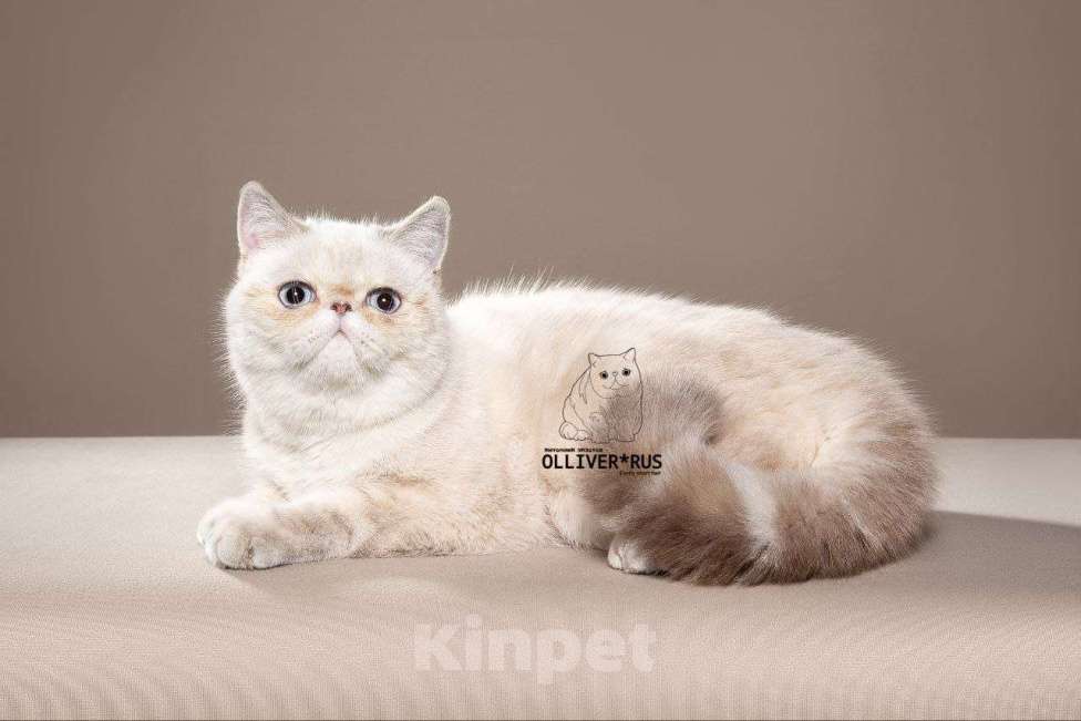 Кошки в Тюмени: Экзотический короткошерстный котенок, Экзот Девочка, Бесплатно - фото 1