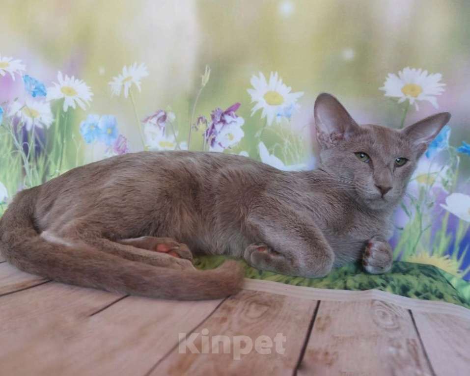 Кошки в Волгограде: Ориентальные котята Девочка, 60 000 руб. - фото 1