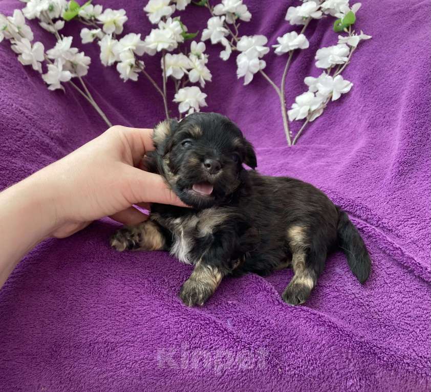 Собаки в Москве: Чёрный йорк мальчик без перецвета Мальчик, 50 000 руб. - фото 7