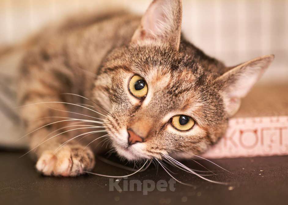 Кошки в Москве: Маняша ищет дом Девочка, Бесплатно - фото 2