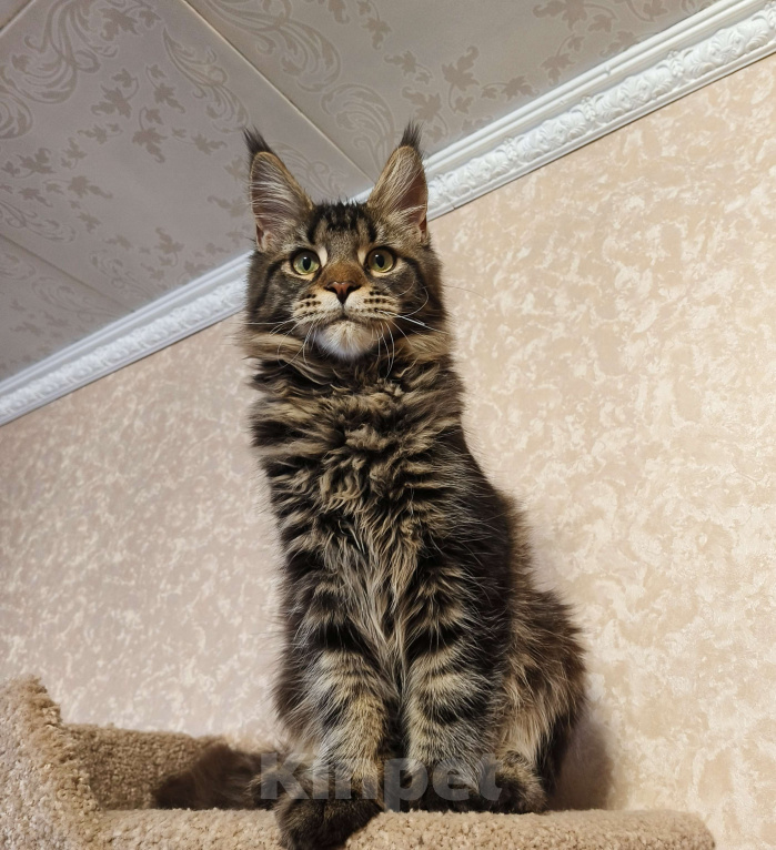 Кошки в Москве: Котёнок Мейн-Кун из питомника Мальчик Мальчик, 37 000 руб. - фото 1