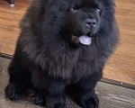 Собаки в Чебоксарах: Черный мальчик чау чау Мальчик, 70 000 руб. - фото 2