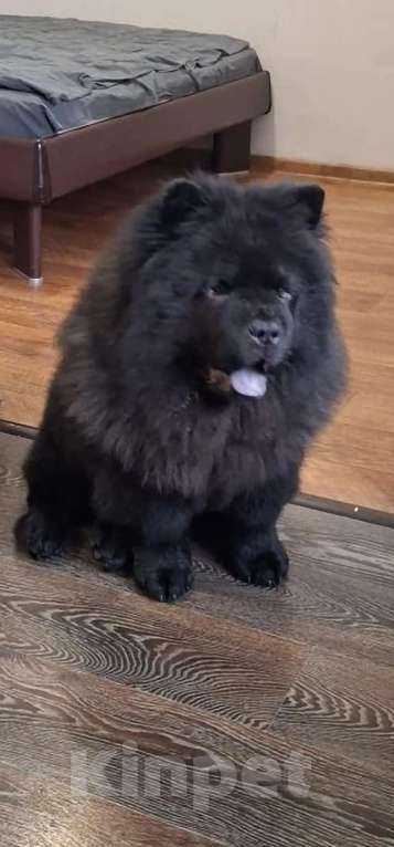 Собаки в Чебоксарах: Черный мальчик чау чау Мальчик, 70 000 руб. - фото 2