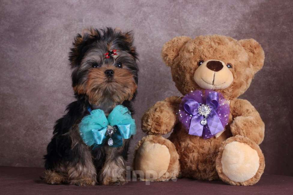 Собаки в Москве: Йоркширский терьер курносый красавец Оливер РКФ. Мальчик, 55 000 руб. - фото 10