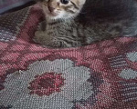 Кошки в Ульяновске: Отдам котенка  Мальчик, Бесплатно - фото 2
