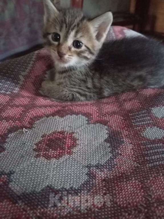 Кошки в Ульяновске: Отдам котенка  Мальчик, Бесплатно - фото 2