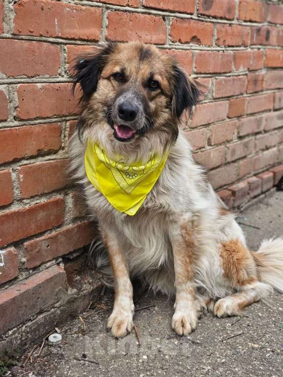 Собаки в Краснодаре: Собака в добрые руки Мальчик, Бесплатно - фото 2