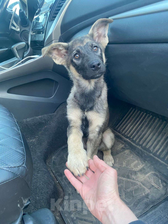 Собаки в Москве: Щенок в добрые руки! Мальчик, Бесплатно - фото 4