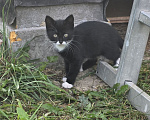 Кошки в других городах Ленинградской области: Котенок девочка любопытная и игривая Девочка, Бесплатно - фото 3