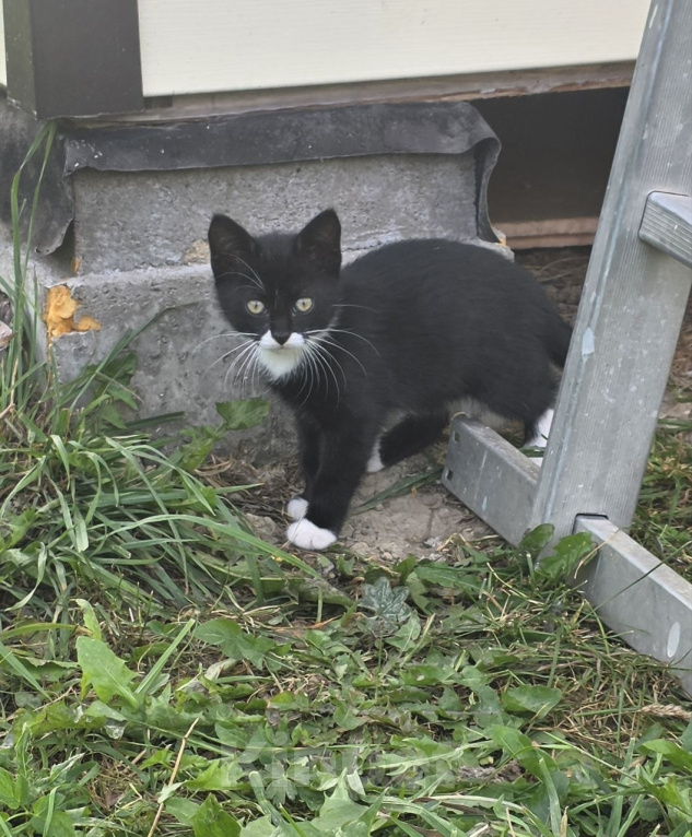Кошки в других городах Ленинградской области: Котенок девочка любопытная и игривая Девочка, Бесплатно - фото 3