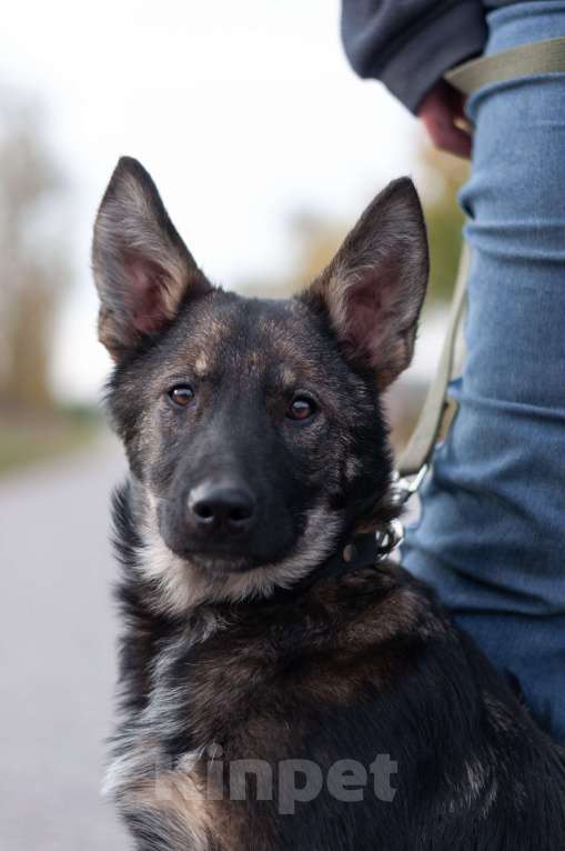 Собаки в других городах Владимирской области: Удивительный щенок Курт мечтает о доме и любящей семье! Мальчик, Бесплатно - фото 9