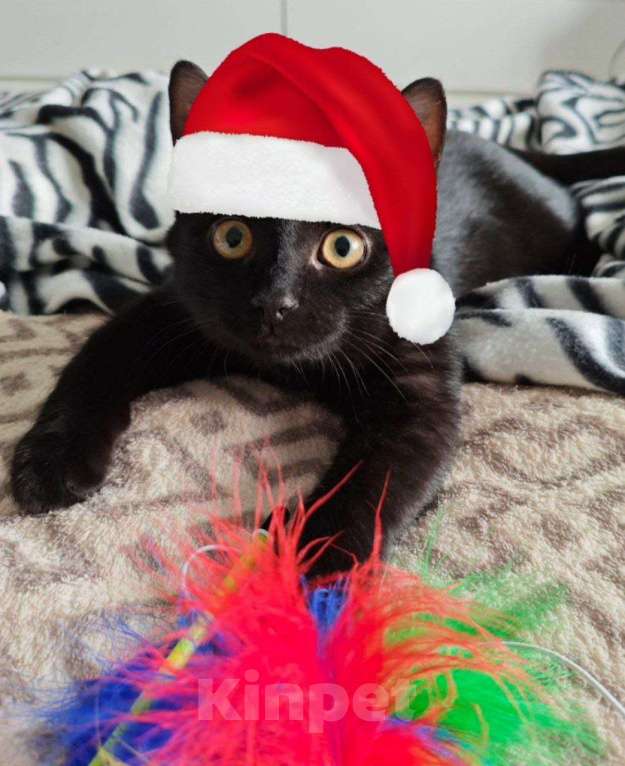 Кошки в Москве: Чёрный котёнок ищет семью Мальчик, 50 руб. - фото 1